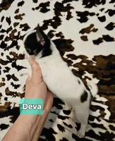 Deva, a female Chihuahua for sale in Orange, VA – Photo 5 of 6