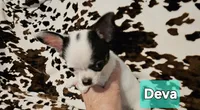 Deva, a female Chihuahua for sale in Orange, VA – Photo 1 of 6