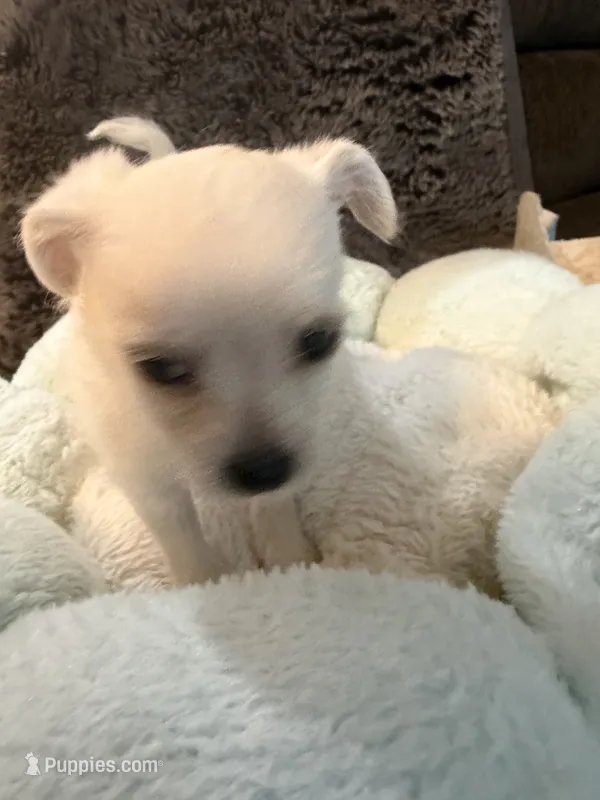 Peaches – Maltipoo, Chihuahua puppy for sale in Orange, VA