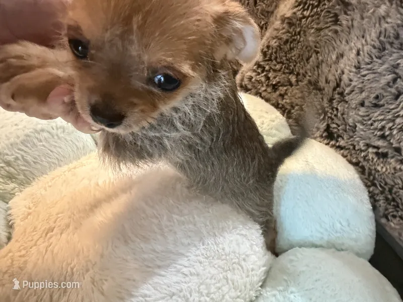 Jasper – Maltipoo, Chihuahua puppy for sale in Orange, VA