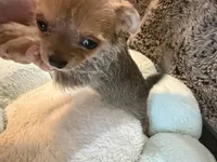 Jasper, a male Maltipoo and Chihuahua for sale in Orange, VA – 1 of 6