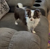 Sassy, a female Chihuahua for sale in Orange, VA – 3 of 3