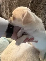 Peaches, a female Maltipoo and Chihuahua for sale in Orange, VA – 3 of 7
