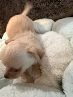 Frosty, a female Maltipoo and Chihuahua for sale in Orange, VA – 1 of 4