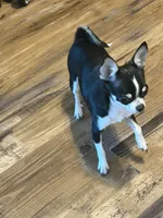 Matilda, a female Chihuahua for sale in Orange, VA – 1 of 1