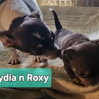 Roxy, a female Chihuahua for sale in Orange, VA – Photo 2 of 6