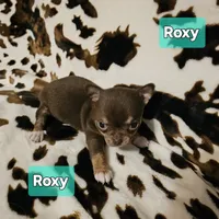 Roxy, a female Chihuahua for sale in Orange, VA – Photo 6 of 6