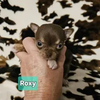 Roxy, a female Chihuahua for sale in Orange, VA – Photo 4 of 6