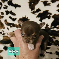 Roxy, a female Chihuahua for sale in Orange, VA – Photo 3 of 6