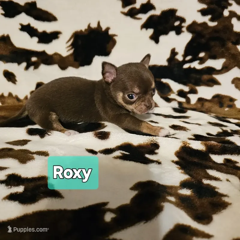 Roxy