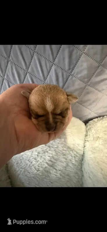 Tilda – Chihuahua puppy for sale in Orange, VA