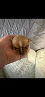 Tilda, a female Chihuahua for sale in Orange, VA – 1 of 3