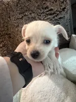 Peaches, a female Maltipoo and Chihuahua for sale in Orange, VA – 4 of 7