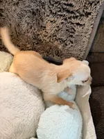 Joey, a male Maltipoo and Chihuahua for sale in Orange, VA – 4 of 4