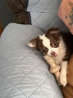 Sassy, a female Chihuahua for sale in Orange, VA – Photo 3 of 3