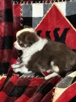 Sassy, a female Chihuahua for sale in Orange, VA – Photo 2 of 3