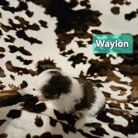 Waylon, a male Chihuahua for sale in Orange, VA – Photo 5 of 6