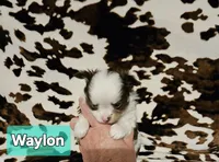 Waylon, a male Chihuahua for sale in Orange, VA – Photo 3 of 6