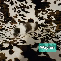 Waylon, a male Chihuahua for sale in Orange, VA – Photo 6 of 6