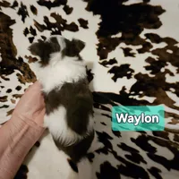 Waylon, a male Chihuahua for sale in Orange, VA – Photo 1 of 6