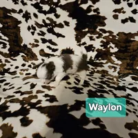 Waylon, a male Chihuahua for sale in Orange, VA – Photo 4 of 6