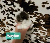 Waylon, a male Chihuahua for sale in Orange, VA – Photo 2 of 6