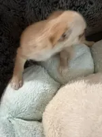Frosty, a female Maltipoo and Chihuahua for sale in Orange, VA – 2 of 4
