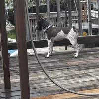 Lillie, a female Miniature Schnauzer for sale in Orange, VA – Photo 3 of 3