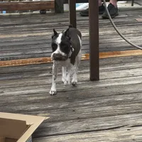 Lillie, a female Miniature Schnauzer for sale in Orange, VA – Photo 1 of 3