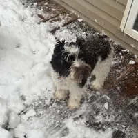 Lillie, a female Miniature Schnauzer for sale in Orange, VA – Photo 2 of 3