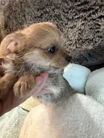 Jasper, a male Maltipoo and Chihuahua for sale in Orange, VA – 3 of 6