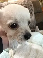 Peaches, a female Maltipoo and Chihuahua for sale in Orange, VA – 5 of 7