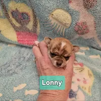 Lonny, a male Chihuahua for sale in Orange, VA – Photo 5 of 6