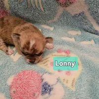 Lonny, a male Chihuahua for sale in Orange, VA – Photo 6 of 6
