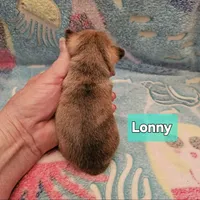 Lonny, a male Chihuahua for sale in Orange, VA – Photo 4 of 6