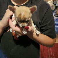 Lonny, a male Chihuahua for sale in Orange, VA – Photo 3 of 6