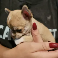 Lonny, a male Chihuahua for sale in Orange, VA – Photo 1 of 6