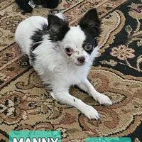 Manny, a male Chihuahua for sale in Orange, VA – Photo 1 of 3