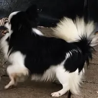 Manny, a male Chihuahua for sale in Orange, VA – Photo 2 of 3