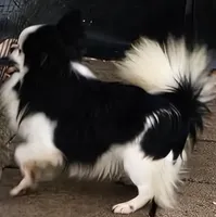 Manny, a male Chihuahua for sale in Orange, VA – Photo 2 of 3