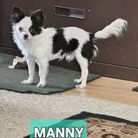 Manny, a male Chihuahua for sale in Orange, VA – Photo 3 of 3