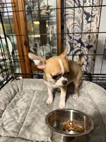 Jax, a male Chihuahua for sale in Orange, VA – Photo 2 of 2