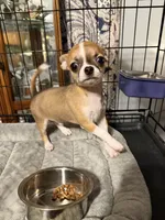 Jax, a male Chihuahua for sale in Orange, VA – Photo 1 of 2
