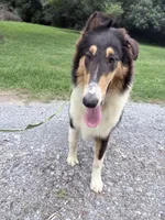 Darrowby - gen. clear AKC, a male Collie for sale in Dryden, VA – 5 of 10