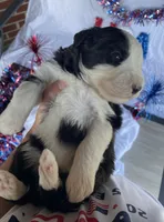 AKC MDR1 Clear "Thomas", a male Old English Sheepdog for sale in Dryden, VA – 5 of 10