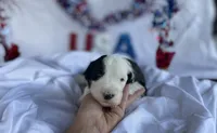 AKC MDR1 Clear "Thomas", a male Old English Sheepdog for sale in Dryden, VA – 3 of 10