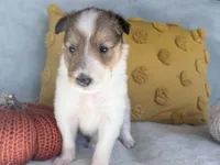 Pumpkin, a female Collie for sale in Dryden, VA – 2 of 10