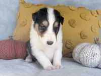 Acorn, a male Collie for sale in Dryden, VA – 2 of 9