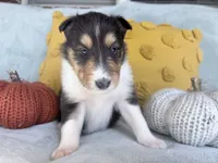 Cinnamon, a female Collie for sale in Dryden, VA – 3 of 10