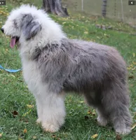 AKC MDR1Clear "HANCOCK", a male Old English Sheepdog for sale in Dryden, VA – 9 of 10